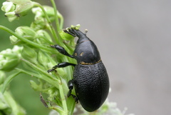 Liparus coronatus