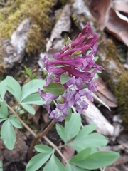 Corydalis cava marschalliana