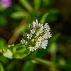 Plectritis macrocera