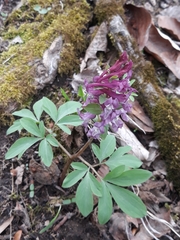 Corydalis cava marschalliana