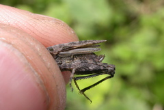 Tetrix tenuicornis