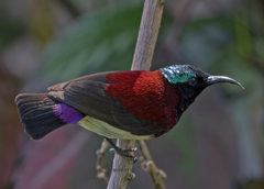 Crimson-Backed Sunbird photo 5