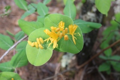 Lonicera flava
