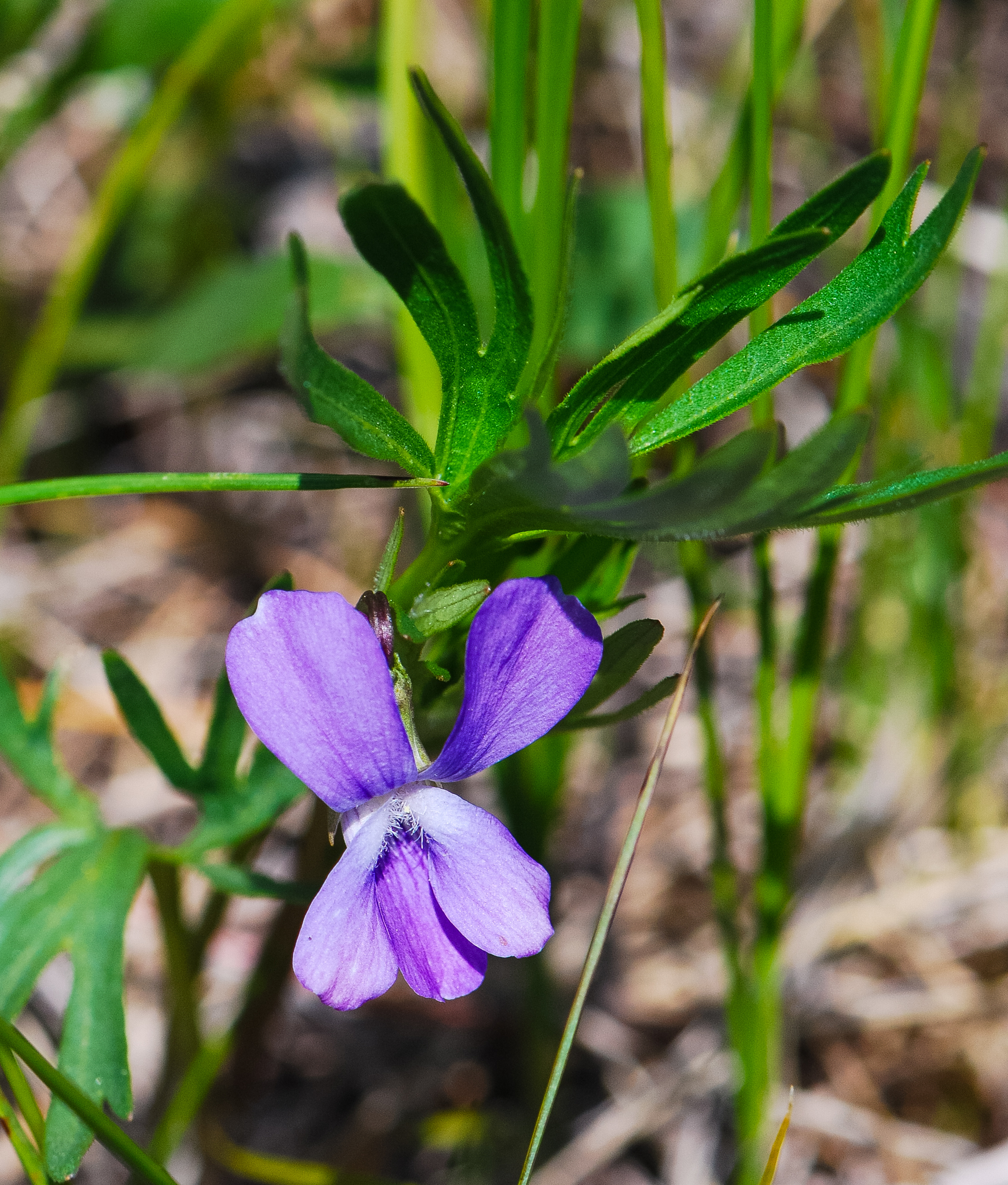 Viola pedatifida