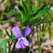 Viola pedatifida - Photo (c) Joshua Mayer, algunos derechos reservados (CC BY-SA)