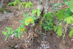 Lonicera flava