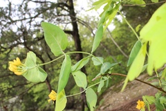 Lonicera flava