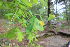 Lonicera flava