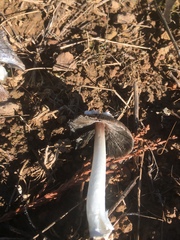 Coprinus calyptratus