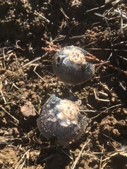 Coprinus calyptratus