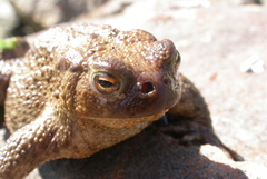 Lucilia bufonivora