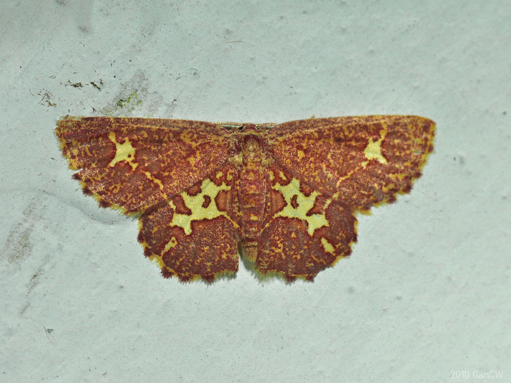 Chrysocraspeda dramaturgis
