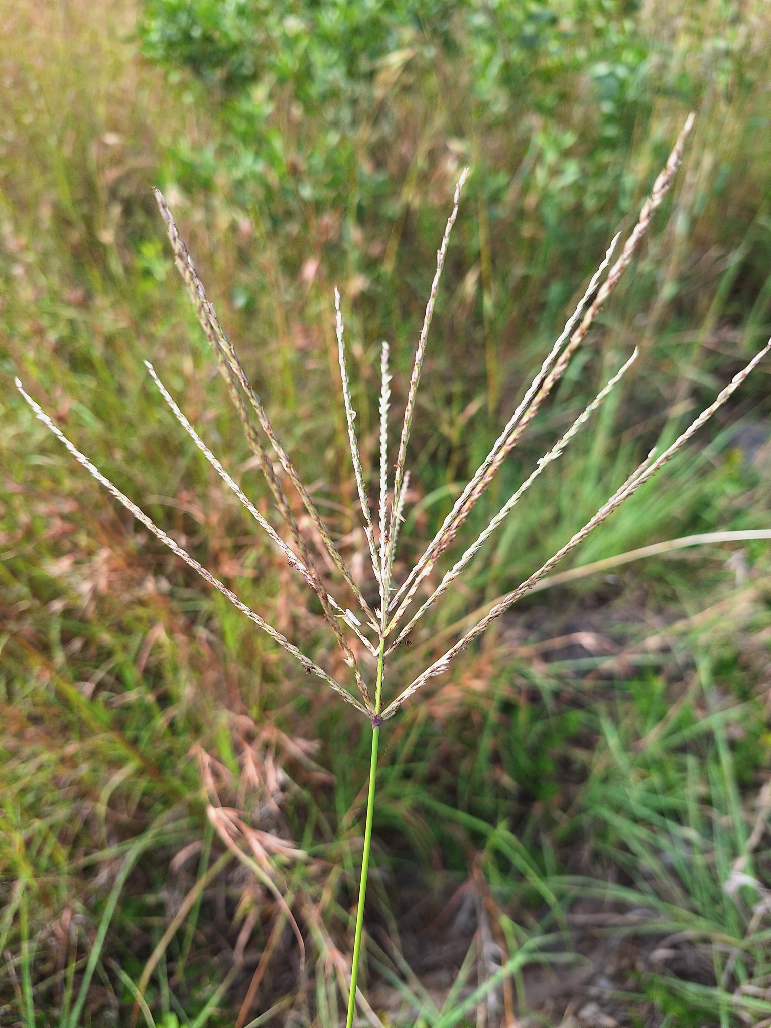 Imagem de Capim-urochloa