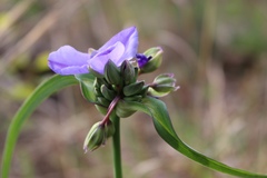 Tradescantia