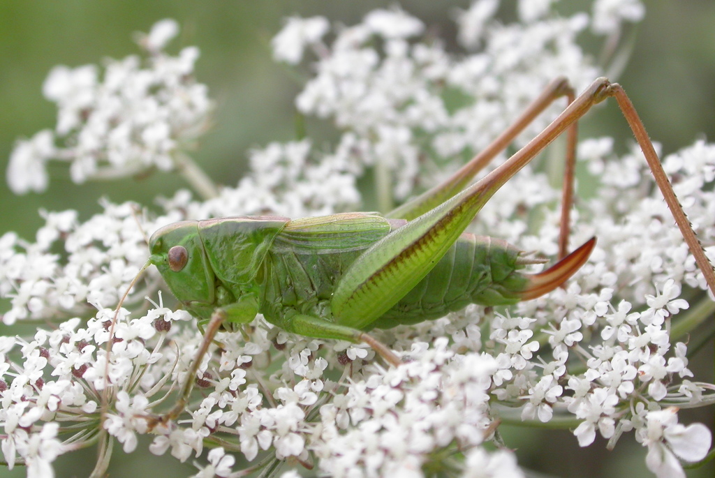Bicolour Meadow Bush-cricket