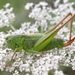 Bicolour Meadow Bush-Cricket - Photo (c) Gilles San Martin, some rights reserved (CC BY-SA), uploaded by Gilles San Martin
