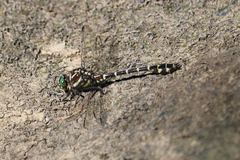 Stylurus scudderi