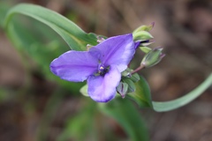 Tradescantia