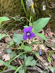 Viola palmata