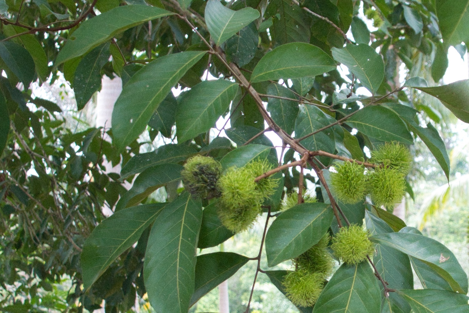 Imagem de Rambutan