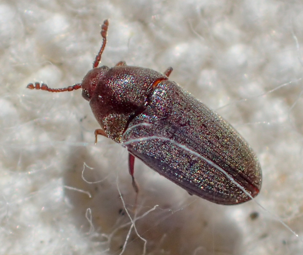 Silken Throscid Beetle