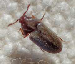 Trixagus sericeus