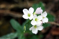 Cardamine nuttallii