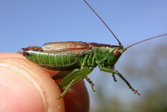 Conocephalus dorsalis