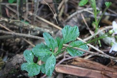 Cardamine nuttallii