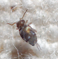 Polykatianna radicula