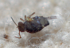 Polykatianna radicula