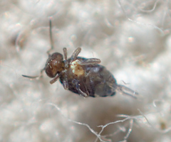Polykatianna radicula
