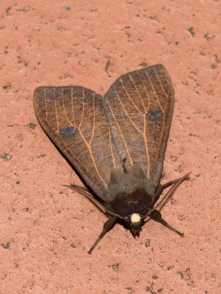 Aemilia melanchra