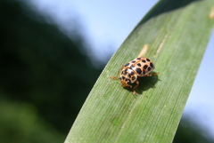 Anisosticta novemdecimpunctata