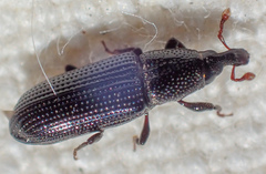 Cossonus piniphilus