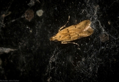 Atheropla nigricincta