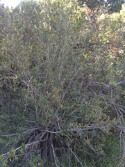 Cercocarpus betuloides betuloides