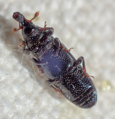 Cossonus piniphilus