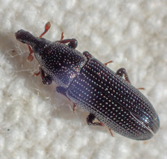 Cossonus piniphilus