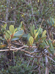 Cercocarpus betuloides betuloides