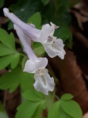 Corydalis cava marschalliana