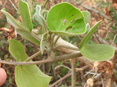 Ipomoea spathulata