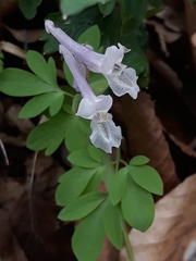 Corydalis cava marschalliana