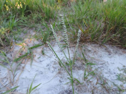 Paspalum maritimum