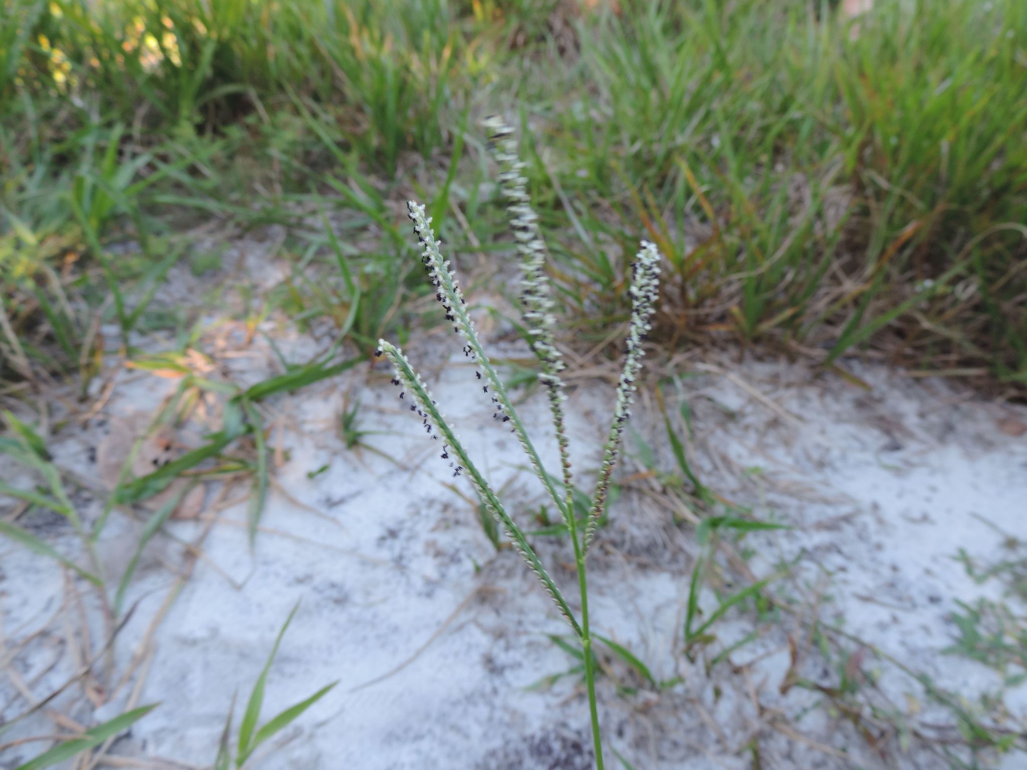 Paspalum maritimum