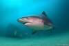 Bull Shark - Photo (c) Luis P. B., some rights reserved (CC BY-NC), uploaded by Luis P. B.