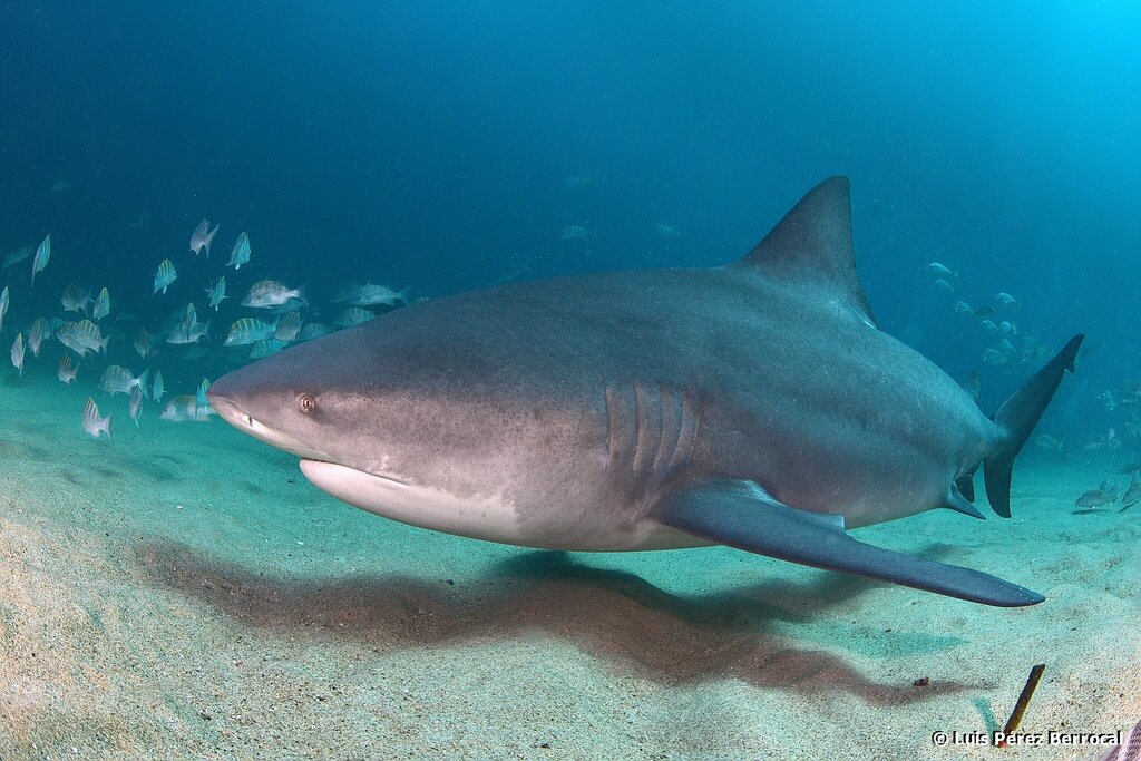 Bull Shark