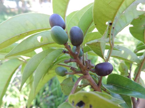 Tapirira guianensis Aubl.