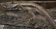 West Ecuadorian Whorl-Tailed Iguana photo 4