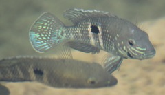Stalsberg's Cichlid photo 3